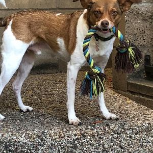 Meet your Posher, Roy